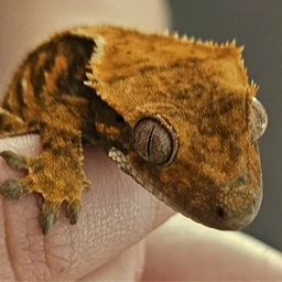 LarpowyOgród
