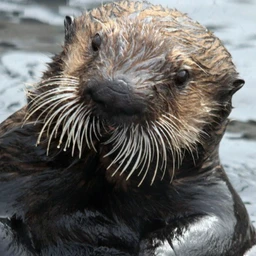 OtterSide