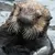 OtterSide